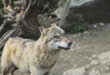 alpha stream identifying number dynamics