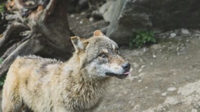 alpha stream identifying number dynamics