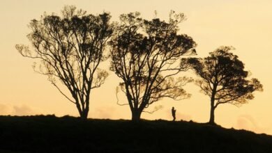 apex lane opportunity surge